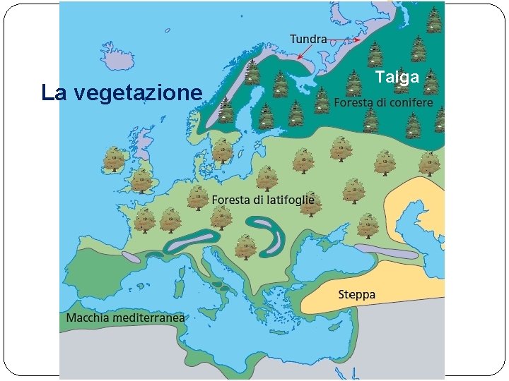 La vegetazione Taiga 