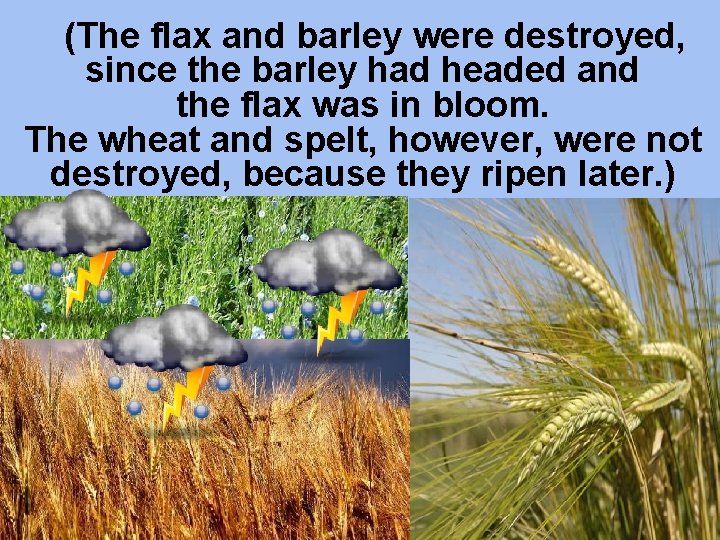 (The flax and barley were destroyed, since the barley had headed and the flax