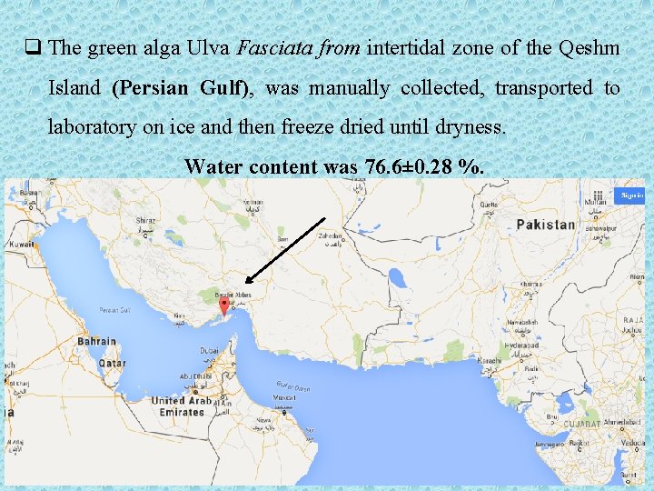 q The green alga Ulva Fasciata from intertidal zone of the Qeshm Island (Persian