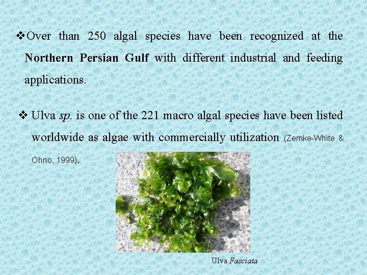 v. Over than 250 algal species have been recognized at the Northern Persian Gulf