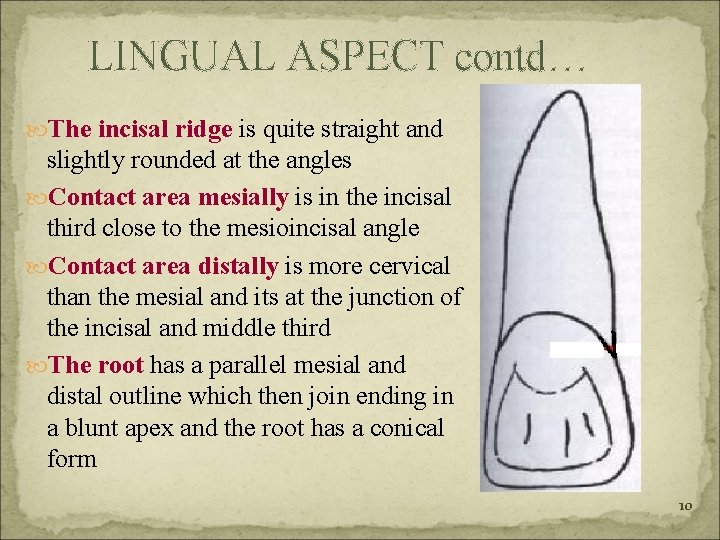 LINGUAL ASPECT contd… The incisal ridge is quite straight and slightly rounded at the