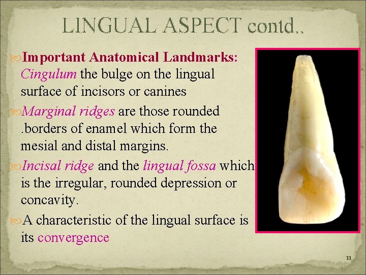 LINGUAL ASPECT contd. . Important Anatomical Landmarks: Cingulum the bulge on the lingual surface
