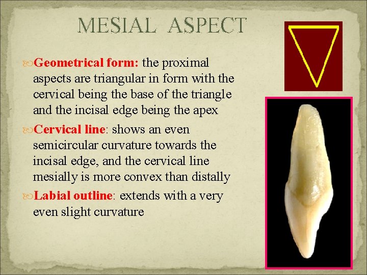 MESIAL ASPECT Geometrical form: the proximal aspects are triangular in form with the cervical