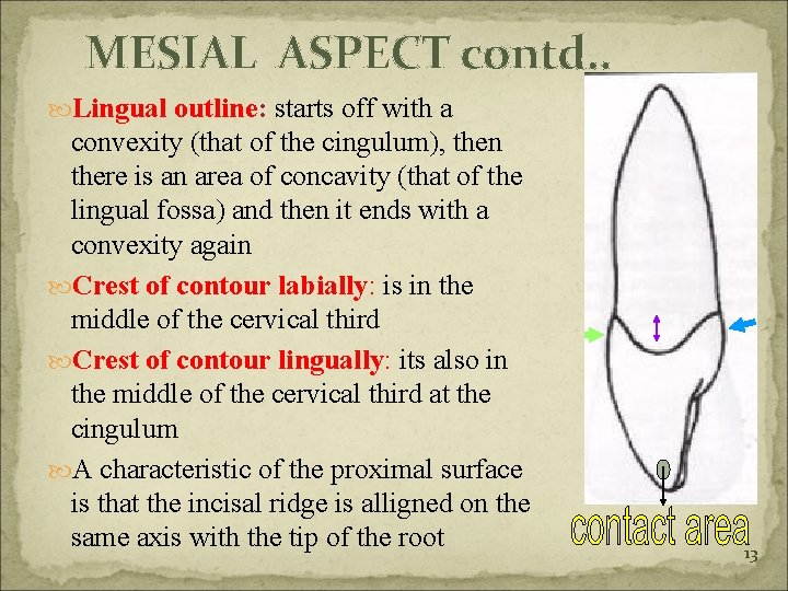 MESIAL ASPECT contd. . Lingual outline: starts off with a convexity (that of the