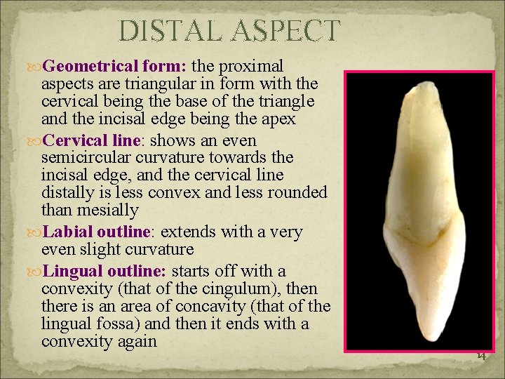 DISTAL ASPECT Geometrical form: the proximal aspects are triangular in form with the cervical