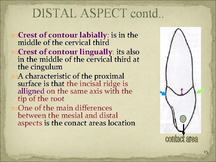DISTAL ASPECT contd. . Crest of contour labially: is in the middle of the