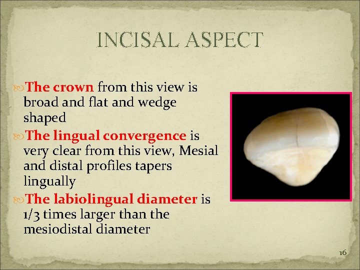 INCISAL ASPECT The crown from this view is broad and flat and wedge shaped