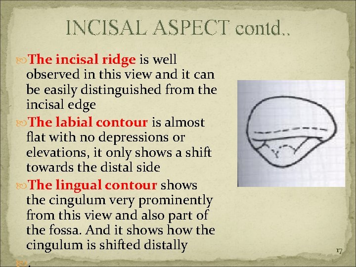 INCISAL ASPECT contd. . The incisal ridge is well observed in this view and