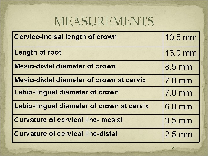 MEASUREMENTS Cervico-incisal length of crown 10. 5 mm Length of root 13. 0 mm