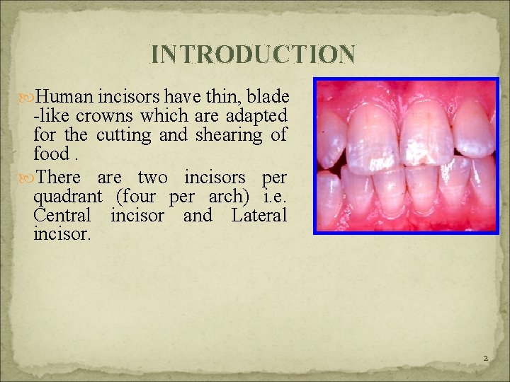 INTRODUCTION Human incisors have thin, blade -like crowns which are adapted for the cutting