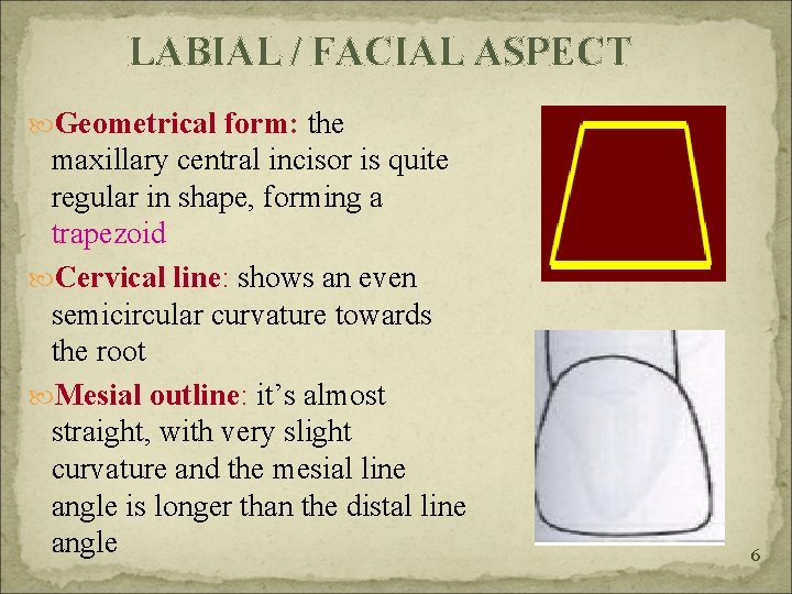 LABIAL / FACIAL ASPECT Geometrical form: the maxillary central incisor is quite regular in