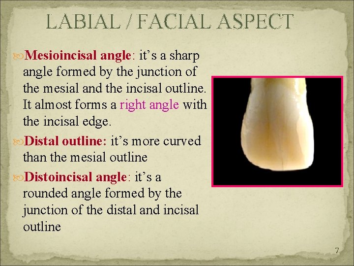LABIAL / FACIAL ASPECT Mesioincisal angle: it’s a sharp angle formed by the junction