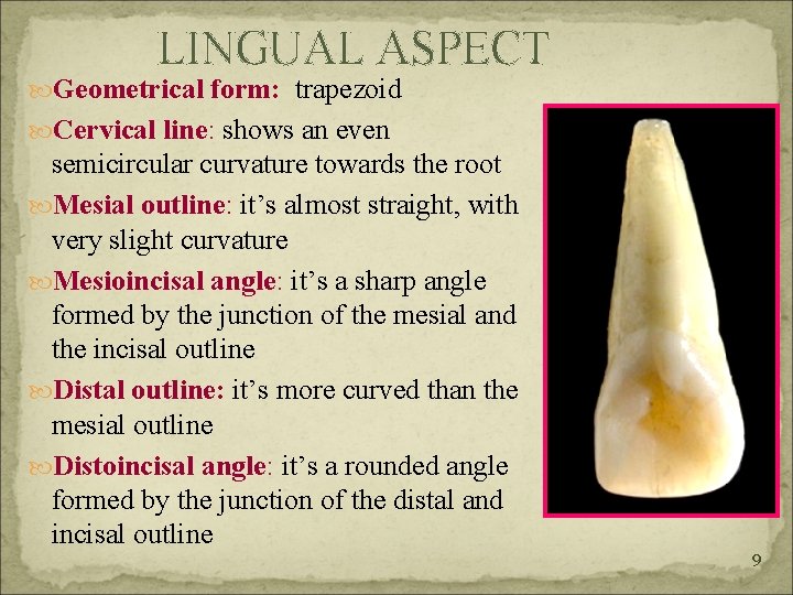 LINGUAL ASPECT Geometrical form: trapezoid Cervical line: shows an even semicircular curvature towards the