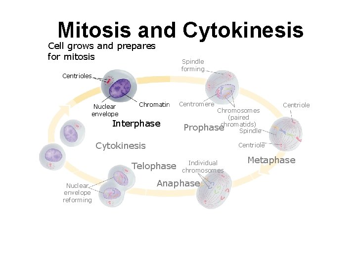 Mitosis and Cytokinesis Cell grows and prepares for mitosis Spindle forming Centrioles Nuclear envelope