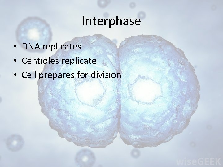 Interphase • DNA replicates • Centioles replicate • Cell prepares for division 