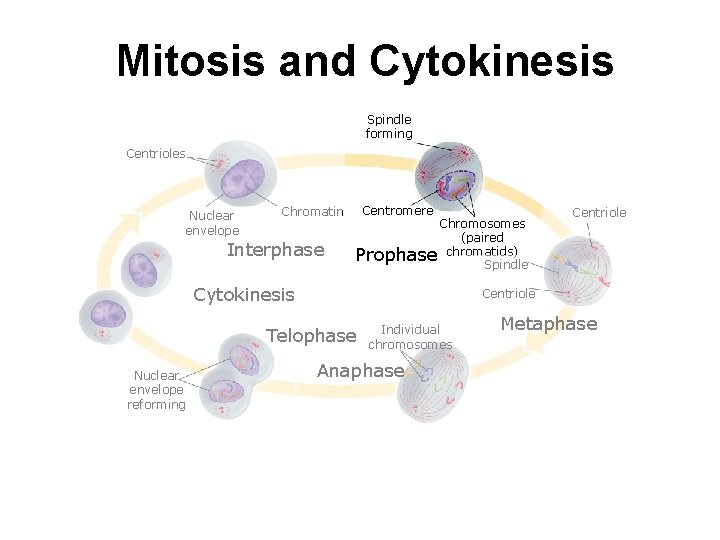 Mitosis and Cytokinesis Spindle forming Centrioles Nuclear envelope Chromatin Interphase Centromere Chromosomes (paired Prophase