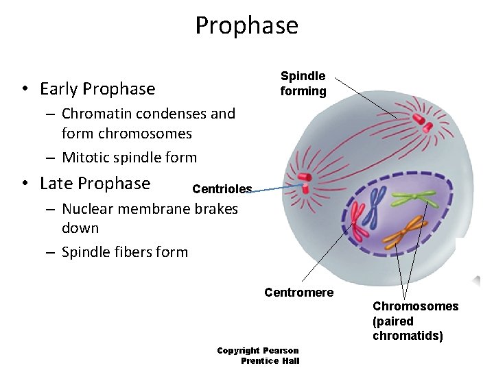 Prophase Spindle forming • Early Prophase – Chromatin condenses and form chromosomes – Mitotic