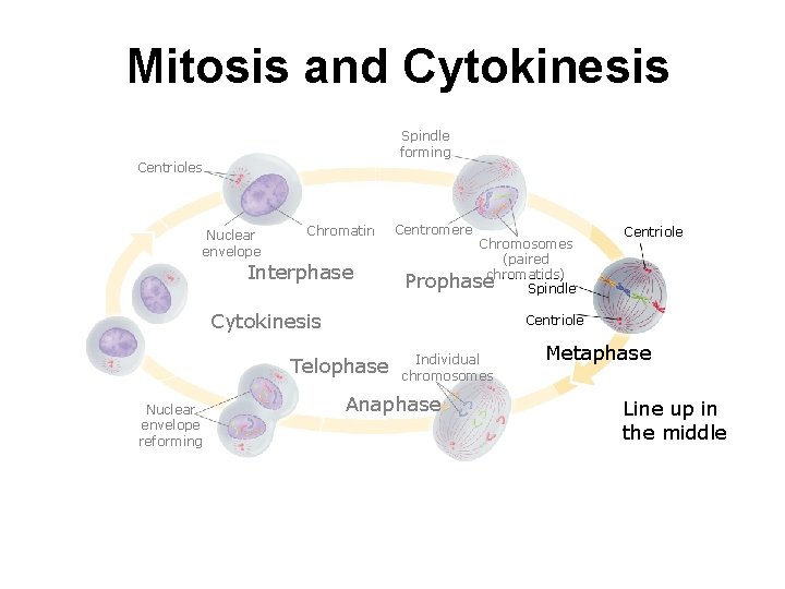 Mitosis and Cytokinesis Spindle forming Centrioles Nuclear envelope Chromatin Interphase Centromere Chromosomes (paired Prophasechromatids)