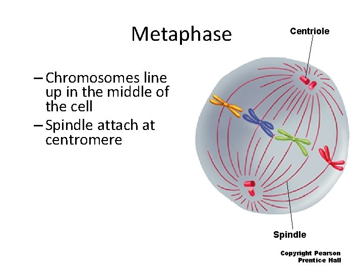 Metaphase Centriole – Chromosomes line up in the middle of the cell – Spindle