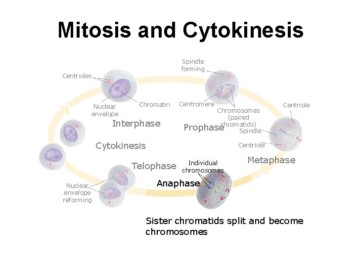 Mitosis and Cytokinesis Spindle forming Centrioles Nuclear envelope Chromatin Interphase Centromere Chromosomes (paired Prophasechromatids)