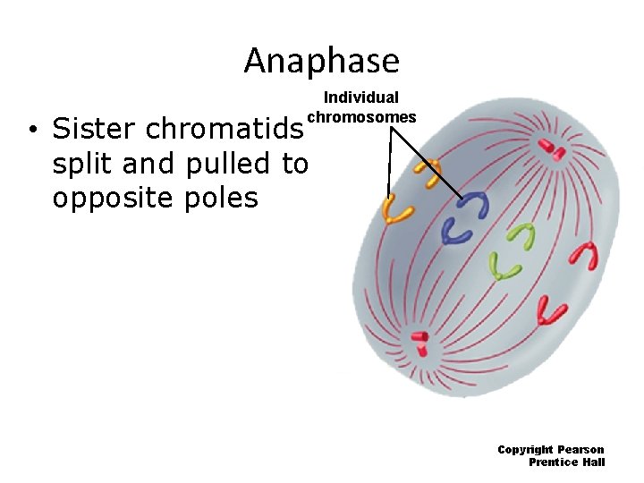 Anaphase Individual chromosomes • Sister chromatids split and pulled to opposite poles Copyright Pearson