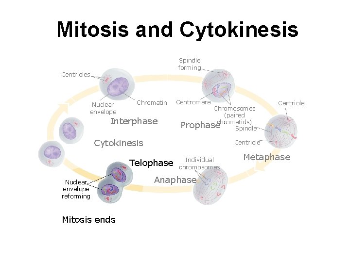 Mitosis and Cytokinesis Spindle forming Centrioles Nuclear envelope Chromatin Interphase Centromere Chromosomes (paired Prophasechromatids)