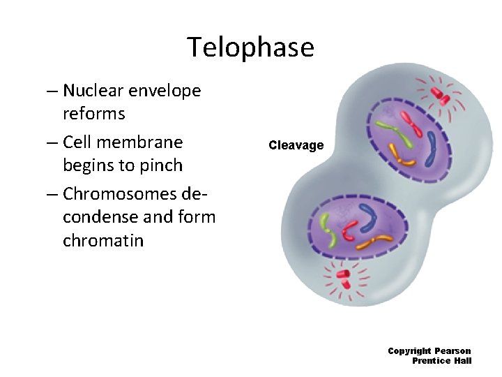 Telophase – Nuclear envelope reforms – Cell membrane begins to pinch – Chromosomes decondense