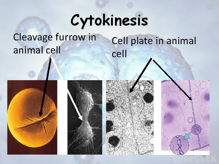 Cytokinesis Cleavage furrow in animal cell Cell plate in animal cell 20 