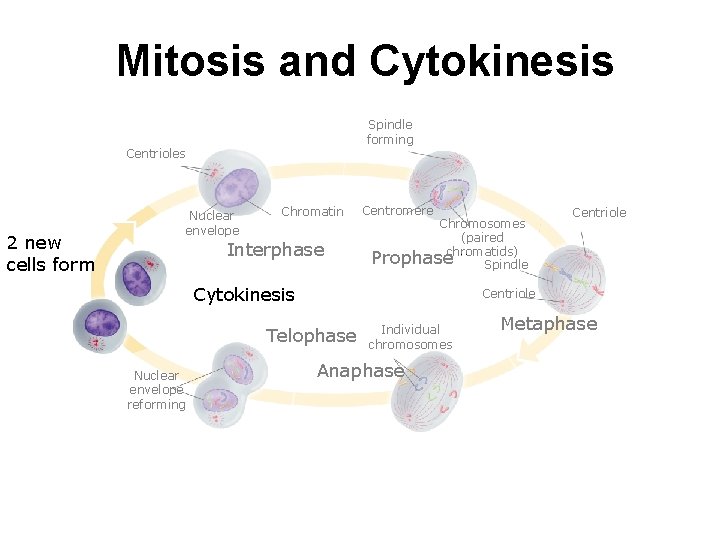 Mitosis and Cytokinesis Spindle forming Centrioles 2 new cells form Nuclear envelope Chromatin Interphase