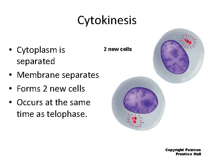 Cytokinesis • Cytoplasm is separated • Membrane separates • Forms 2 new cells •