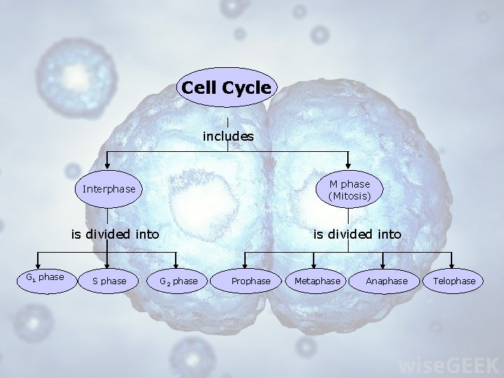 Cell Cycle includes M phase (Mitosis) Interphase is divided into G 1 phase S