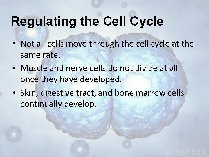 Regulating the Cell Cycle • Not all cells move through the cell cycle at