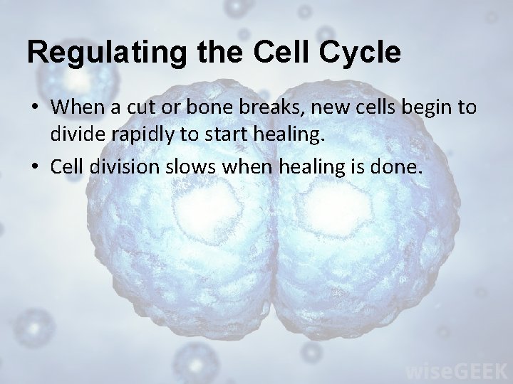 Regulating the Cell Cycle • When a cut or bone breaks, new cells begin
