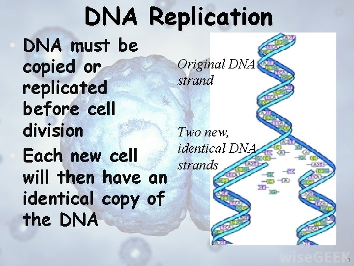 DNA Replication • DNA must be copied or replicated before cell division • Each