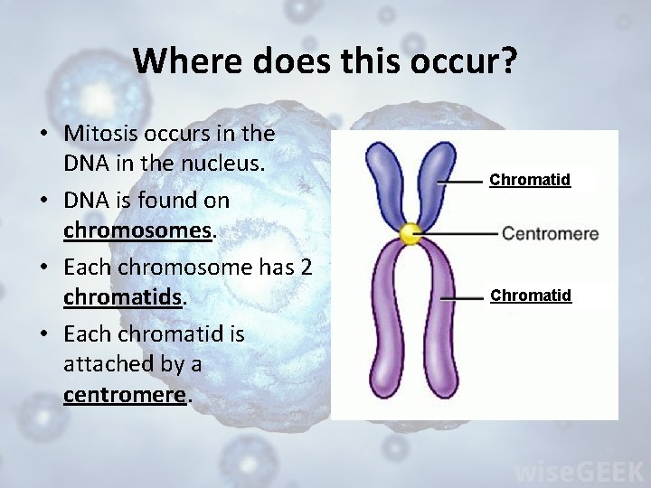 Where does this occur? • Mitosis occurs in the DNA in the nucleus. •
