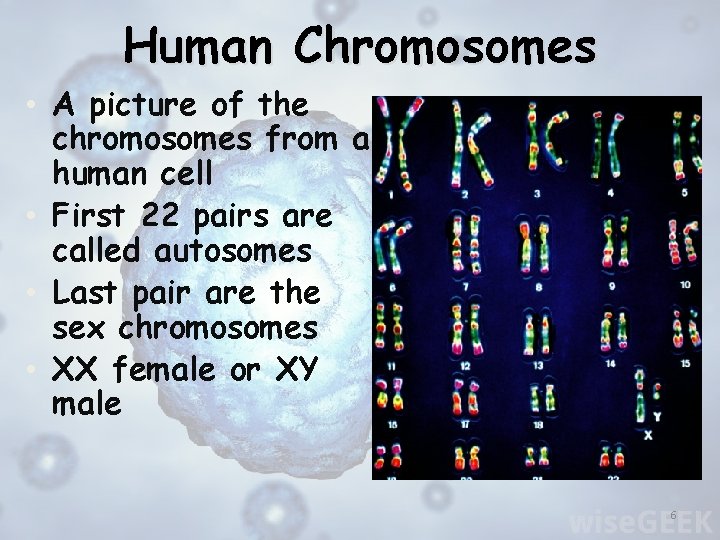 Human Chromosomes • A picture of the chromosomes from a human cell • First