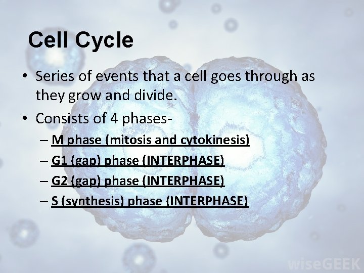 Cell Cycle • Series of events that a cell goes through as they grow