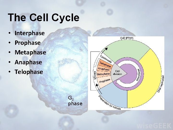 The Cell Cycle • • • Interphase Prophase Metaphase Anaphase Telophase S phase G