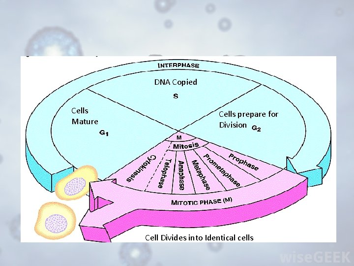 DNA Copied Cells Mature Cells prepare for Division Cell Divides into Identical cells 