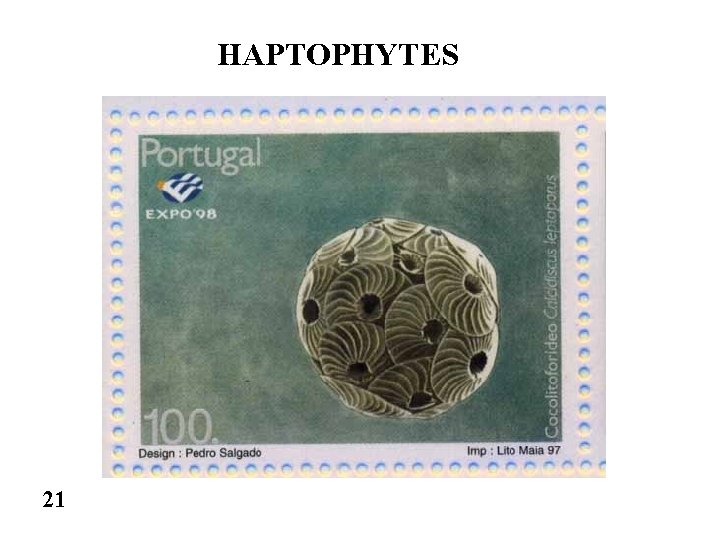 HAPTOPHYTES 21 