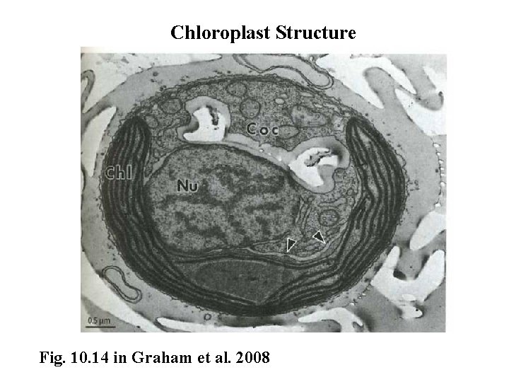 Chloroplast Structure Fig. 10. 14 in Graham et al. 2008 