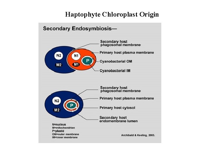 Haptophyte Chloroplast Origin 
