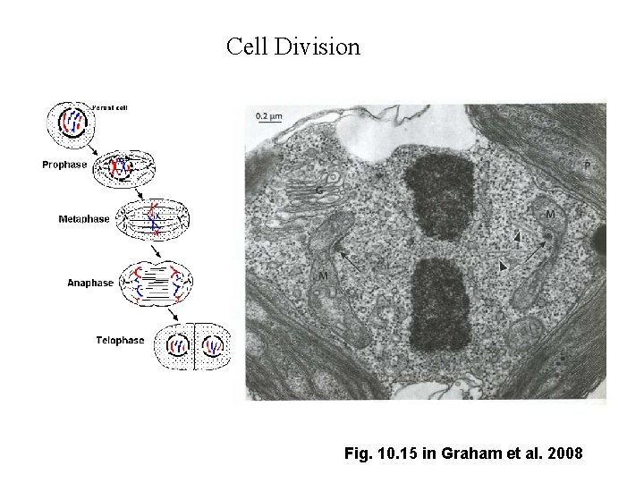 Cell Division Fig. 10. 15 in Graham et al. 2008 