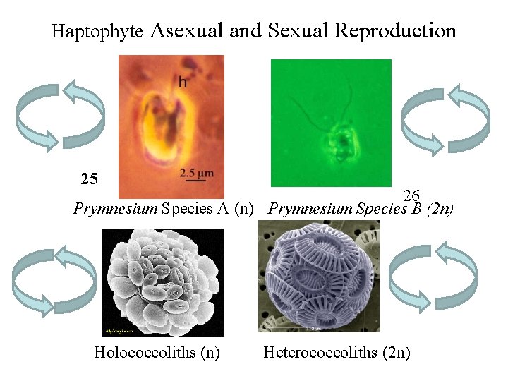 Haptophyte Asexual and Sexual Reproduction 25 26 Prymnesium Species A (n) Prymnesium Species B