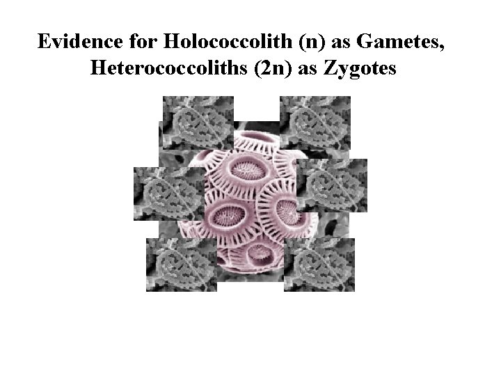 Evidence for Holococcolith (n) as Gametes, Heterococcoliths (2 n) as Zygotes 