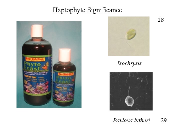 Haptophyte Significance 28 Isochrysis Pavlova lutheri 29 
