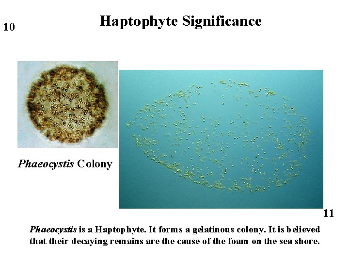 10 Haptophyte Significance Phaeocystis Colony 11 Phaeocystis is a Haptophyte. It forms a gelatinous