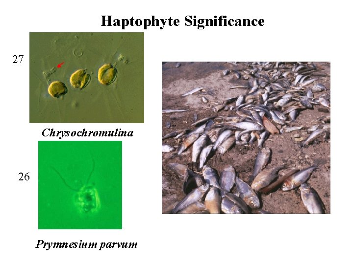 Haptophyte Significance 27 Chrysochromulina 26 Prymnesium parvum 