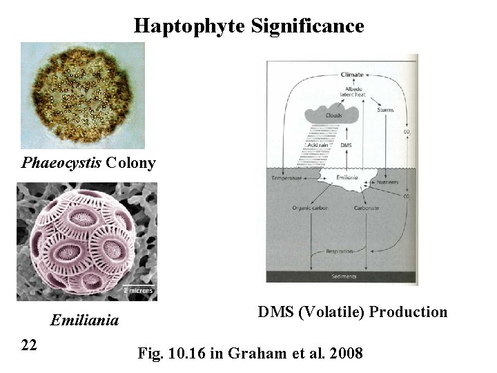 Haptophyte Significance Phaeocystis Colony Emiliania 22 DMS (Volatile) Production Fig. 10. 16 in Graham