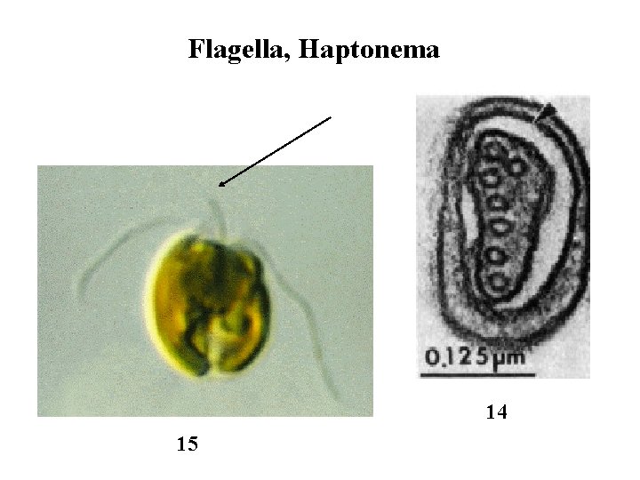 Flagella, Haptonema 14 15 